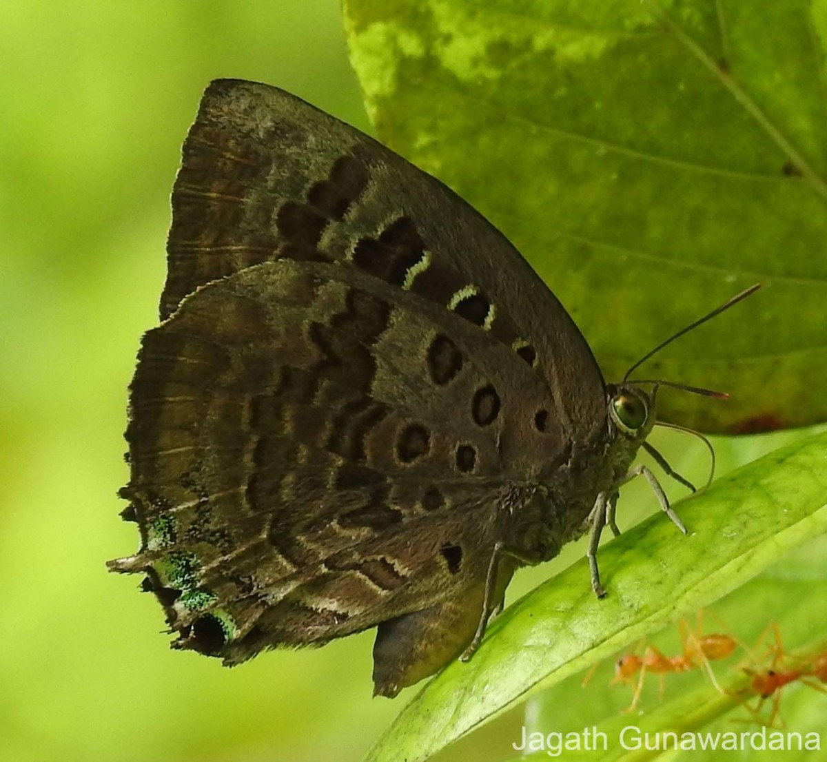 Arhopala amantes Hewitson, 1862